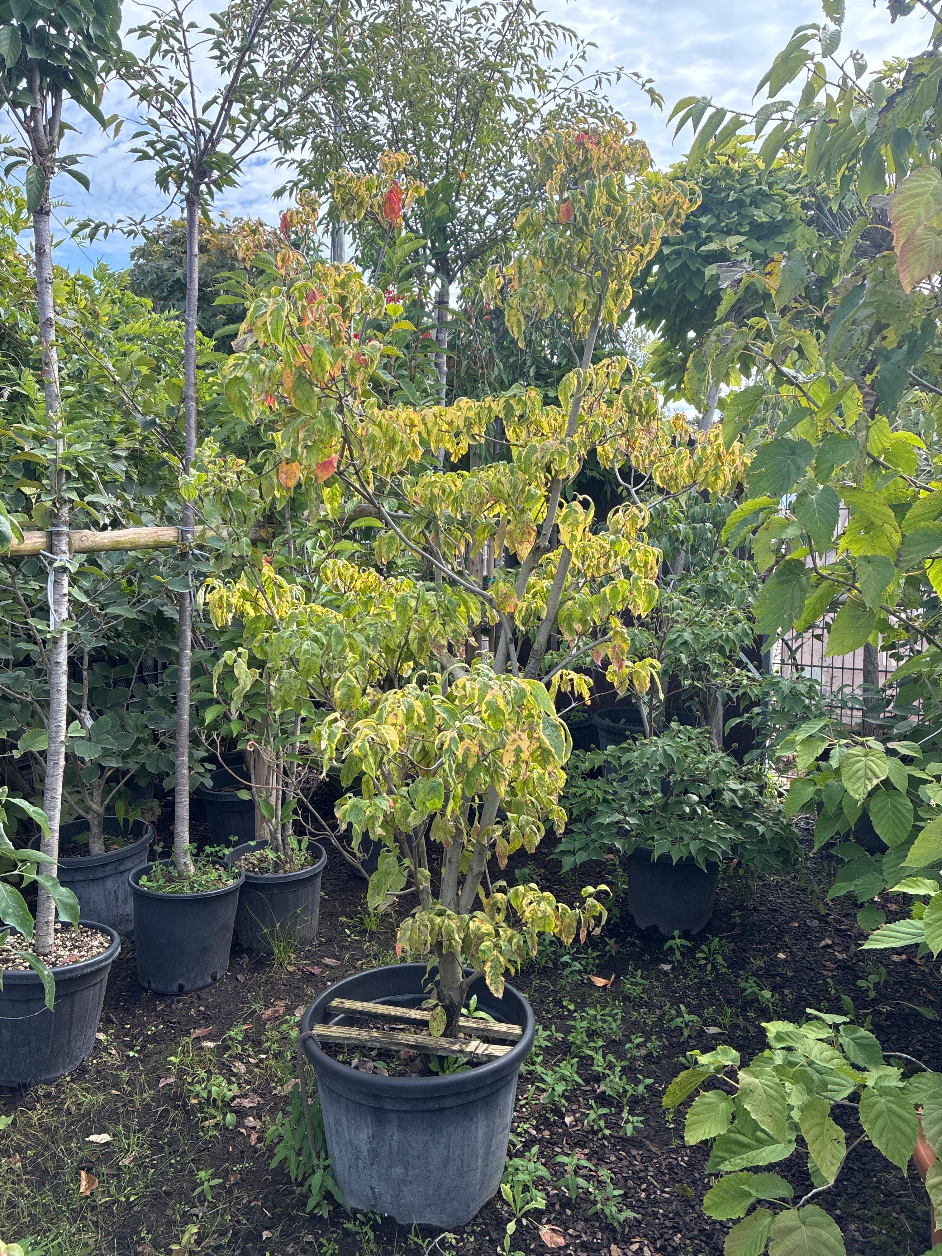 Amerikanischer Blumen-Hartriegel 'Cherokee Sunset' / Cornus florida 'Cherokee Sunset'